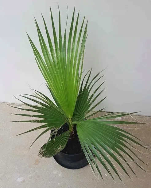 palma-do-ogrodu-washingtonia-robusta-3-nasiona-nazwa-lacinska-inna