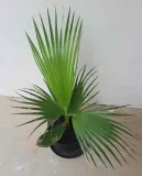 palma-do-ogrodu-washingtonia-robusta-3-nasiona-nazwa-lacinska-inna