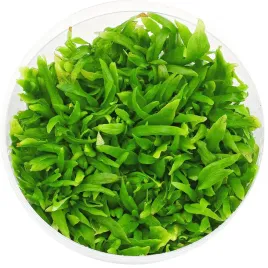 invitro-maly-kubek-eco-plant-hygrophila-thailand-roslinka-do-akwarium