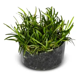 roslina-invitro-5-sztuk-eco-plant-echinodorus-tenellus-do-akwarium