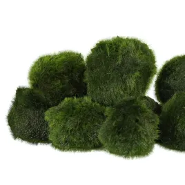 eco-plant-marimo-ball-moss-galezatka-2-4cm-60-sztuk