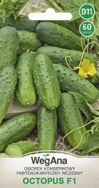 ogorek-octopus-plenny-odporny-na-choroby-nasiona-wegana-60-nasion
