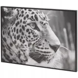 obraz-lampart-37x27-cm