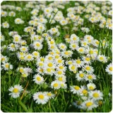 toraf-stokrotka-10g-rodzaj-rosliny-stokrotki