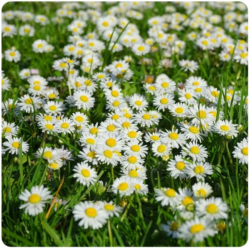 toraf-stokrotka-10g-rodzaj-rosliny-stokrotki