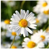 toraf-stokrotka-10g-odmiana-stokrotka-lakowa-biala