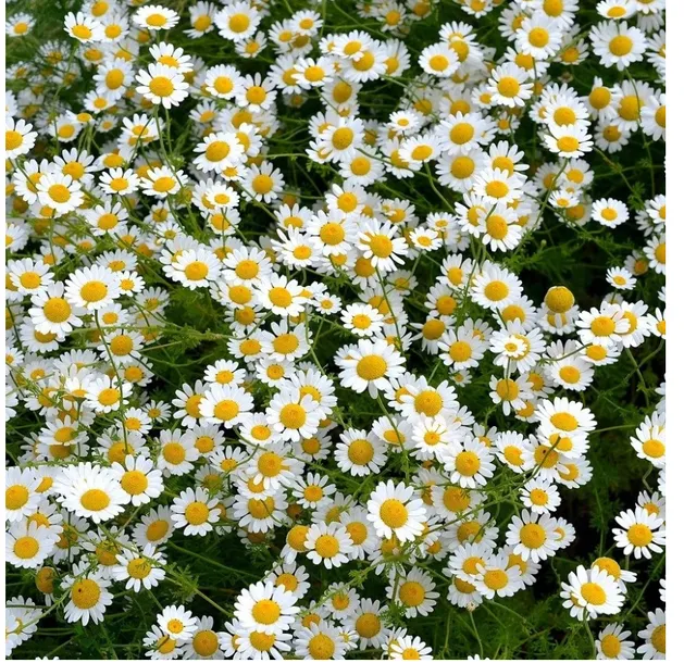 toraf-stokrotka-10g-marka-toraf