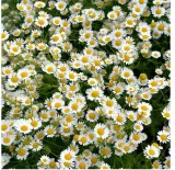 toraf-stokrotka-10g-marka-toraf