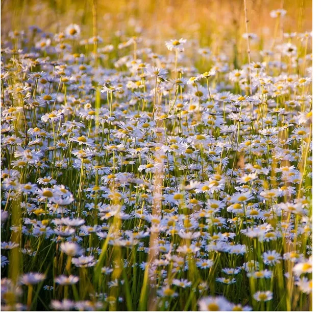 toraf-stokrotka-10g-rodzaj-rosliny-stokrotki-odmiana-stokrotka-lakowa-biala