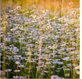 toraf-stokrotka-10g-rodzaj-rosliny-stokrotki-odmiana-stokrotka-lakowa-biala