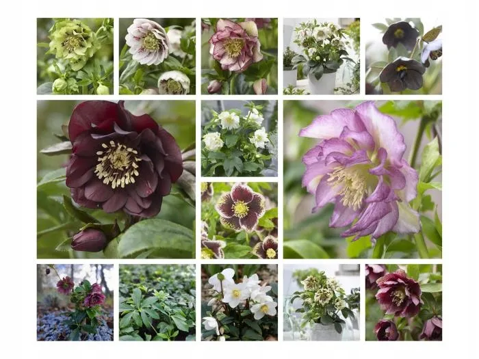 ciemiernik-single-super-yellow-crossing-kod-producenta-wodne-rosliny