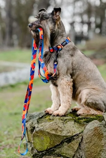 chaba-smycz-regulowana-m-2-250cm-aussie-szerokosc-produktu-2-cm