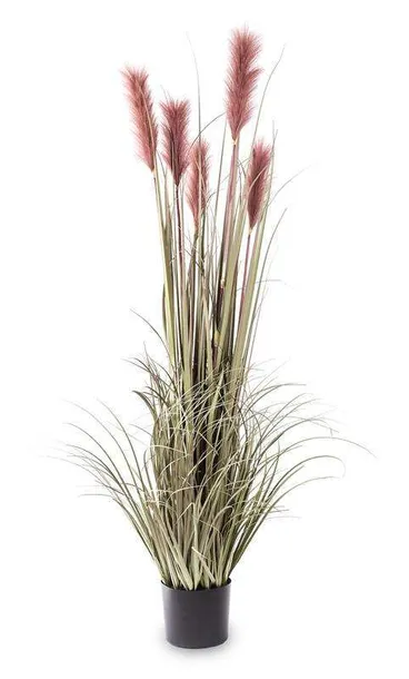 roslina-dekoracyjna