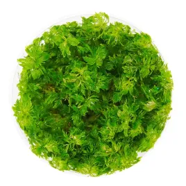 roslina-do-akwarium-sadzonka-limnophila-sessiliflora-invitro-maly-kubek