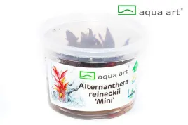 roslina-do-akwarium-sadzonka-alternanthera-reineckii-mini-invitro-kubek
