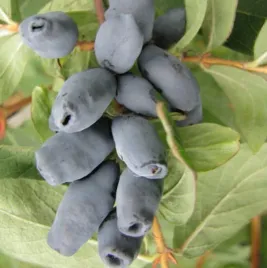 jagoda-kamczacka-lori-najlepszy-smak-sadzonka-w-doniczce