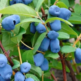 jagoda-kamczacka-wojtek-ogromne-owoce-sadzonka-w-doniczce