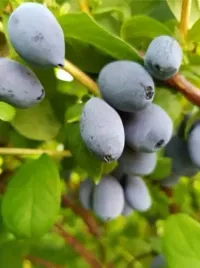 jagoda-kamczacka-tomi-obficie-owocuje-sadzonka-w-doniczce