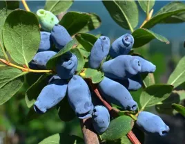 jagoda-kamczacka-aurora-20-40cm-wysoka-sadzonka-w-doniczce