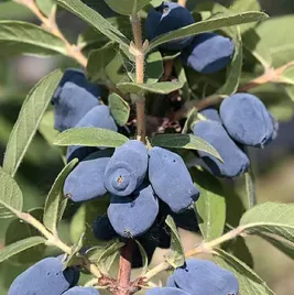 jagoda-kamczacka-honeybee-20-40cm-smaczne-owoce-sadzonka-w-doniczce