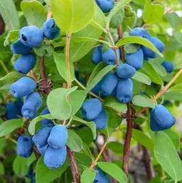 jagoda-kamczacka-indigo-gem-20-40cm-intensywny-kolor-sadzonka-w-doniczce