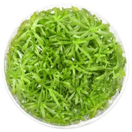 invitro-maly-kubek-eco-plant-pogostemon-yatabeanus