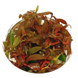 invitro-maly-kubek-eco-plant-ludwigia-guinea