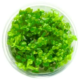 invitro-maly-kubek-eco-plant-bacopa-caroliniana