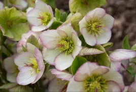 ciemiernik-hgc-ice-n-roses-picotee-helleborus