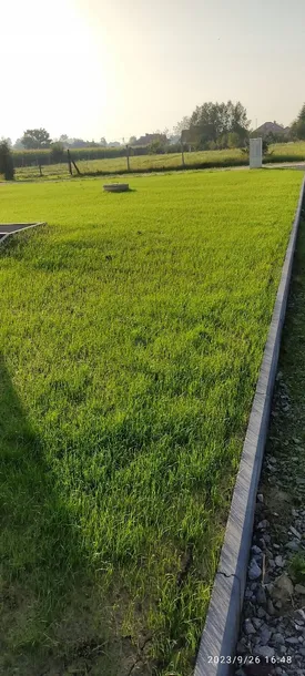 trawa-dywanowa-trawnik-polski-gazon-efekt-dywanu-40kg-kod-produktu-bar-tpg40-kom