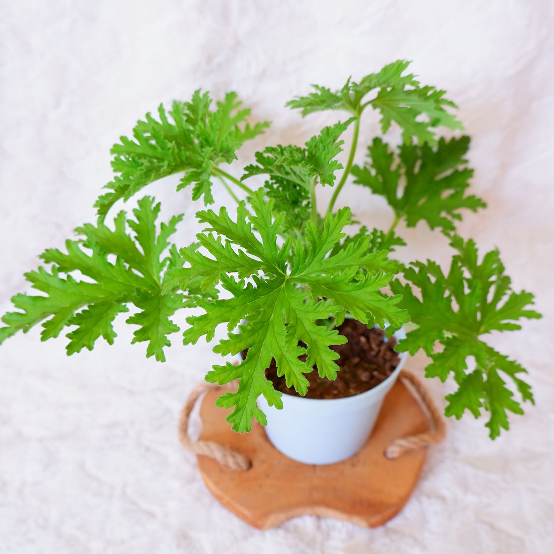 GERANIUM ANGINKA Pelargonium graveolens don.13cm ERLI.pl