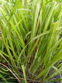 turowka-wonna-zubrowka-aromatyczna-trawa