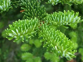 jodla-frasera-w-doniczce-sadzonka-20-30cm-abies-fraserii