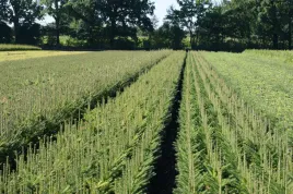 swierk-pospolity-sadzonki-picea-abies-25-50cm-z-kopane-z-gruntu