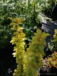 berberys-thunberga-golden-torch-ladne-wybarwienie