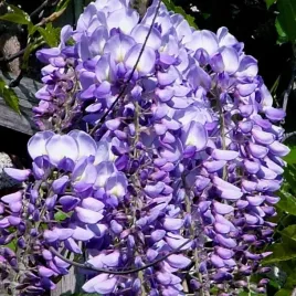 glicynia-wisteria-chinska-fioletowa-slodlin-chinski-sadzonka-2l