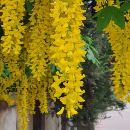 zlotokap-pospolity-zloty-deszcz-kwiatow-2l