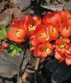 pigwowiec-japonski-na-nalewki-i-sok-sadzonka-2l