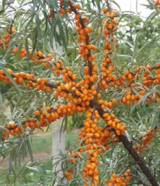 rokitnik-botaniczeskaja-zenski-15kg-owocow-z-doroslego-krzewu-sadzonka-2l