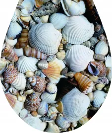 naklejka-3d-na-deske-sedesowa-klozetowa-muszelki-muszle-trojwymiarowa-na-wc