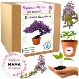 prezent-na-dzien-matki-drzewko-szczescia-bonsai-prezent-na-dzien-mamy-roza