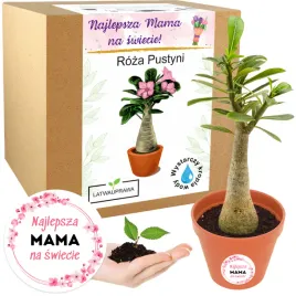 prezent-na-dzien-matki-dla-niej-wieczna-roza-pustyni-prezent-na-dzien-mamy