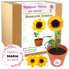 prezent-na-dzien-mamy-kwiat-slonecznik-ozdobny-prezent-na-dzien-matki-roza