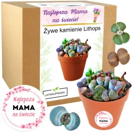 prezent-na-dzien-matki-zywe-kamienie-prezent-dla-mamy-zestaw-do-uprawy-mama