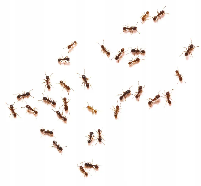 4roach-zel-zwalczajacy-mrowki-5-g-target-producent-target