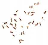 4roach-zel-zwalczajacy-mrowki-5-g-target-producent-target