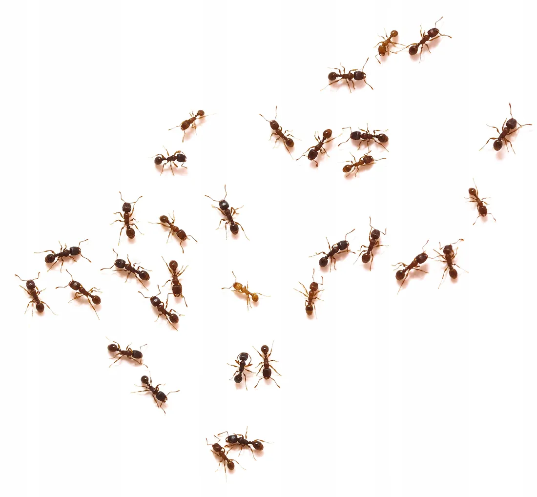 4roach-zel-zwalczajacy-mrowki-5-g-target