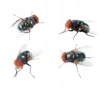 spray-na-muchy-300-ml-rodzaj-rozpylacz-aerozol