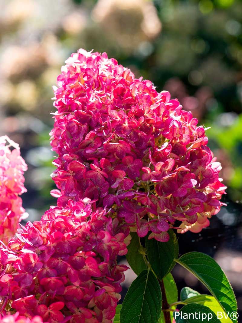 Hortensja bukietowa Living Pink and Rose NOWOŚĆ C3