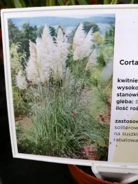 trawa-pampasowa-white-feather-do-kazdego-ogrodu